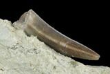 Tiny Megalosaurid (Marshosaurus) Tooth - Colorado #177383-3